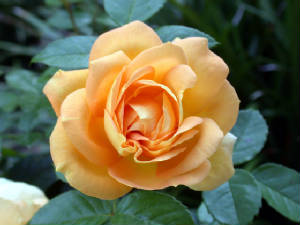 Yellow Rose of Hope